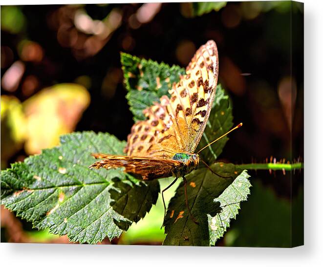 Butterfly Canvas Print featuring the photograph Butterfly aug by Leif Sohlman