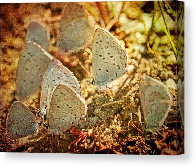 Butterflies Canvas Print featuring the photograph Butterfly Gathering by Peggy Collins