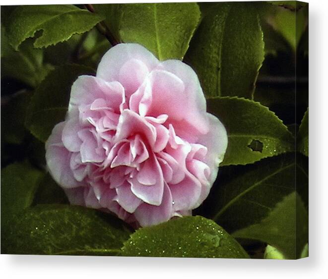  Canvas Print featuring the photograph Camellia in Rain by Patrick Morgan