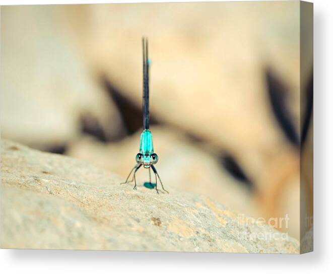  Green Dragonfly Canvas Print featuring the photograph Can I Bug You Dragonfly by Peggy Franz