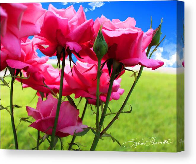 Rose Canvas Print featuring the photograph Canopy by Sylvia Thornton