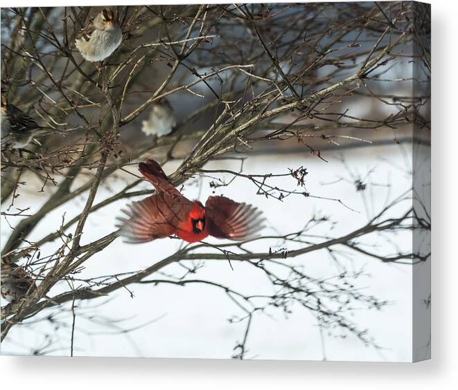 Jan Holden Canvas Print featuring the photograph Cardinal in Flight by Holden The Moment
