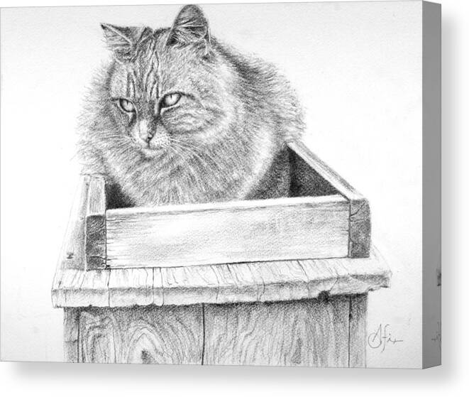Cat Canvas Print featuring the drawing Cat on a Box by Arthur Fix