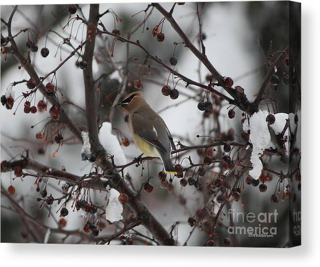 Bird Canvas Print featuring the photograph Cedar Waxwing in Snow by Veronica Batterson
