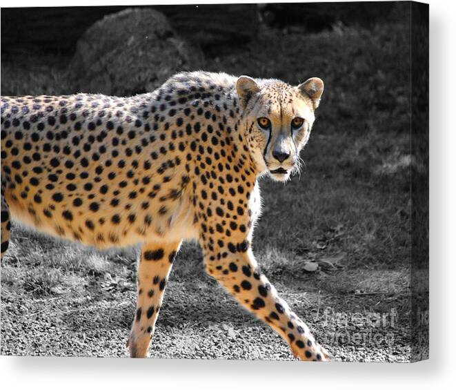 Cheetah Canvas Print featuring the photograph Cheetah by Jai Johnson