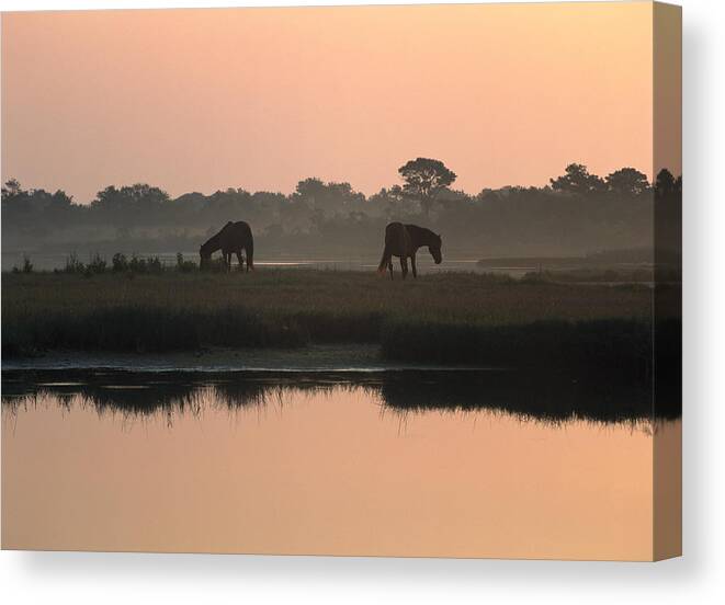 00174510 Canvas Print featuring the photograph Chincoteague Wild Ponies by Tim Fitzharris