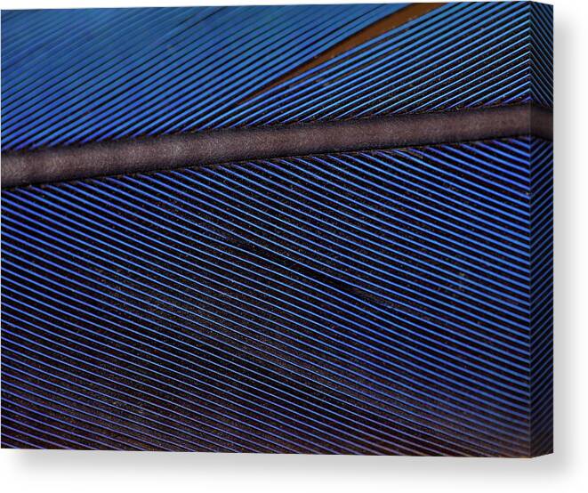 Blue Canvas Print featuring the photograph Close Up Macaw Feather Structural Colour by Paul D Stewart