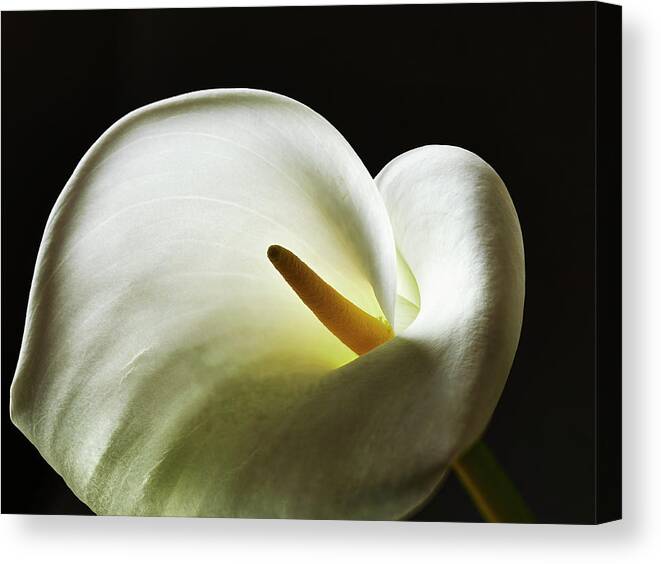 Shadow Canvas Print featuring the photograph Close-up Of The Flower Head Of A Calla by Larry Washburn