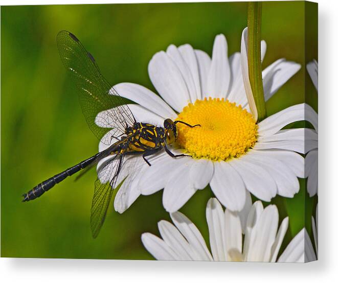 Dragonfly Canvas Print featuring the photograph Clubtail Dragonfly on Oxeye Daisy by Ken Stampfer