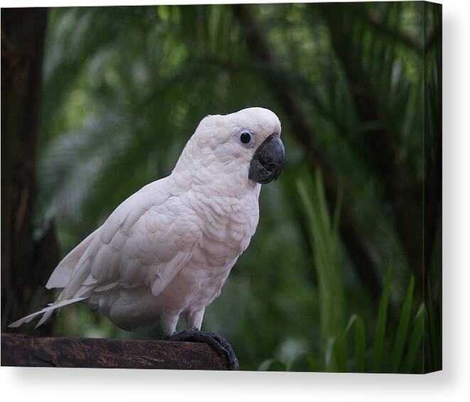 Cockatoo Canvas Print featuring the photograph Cockatoo by Athala Bruckner