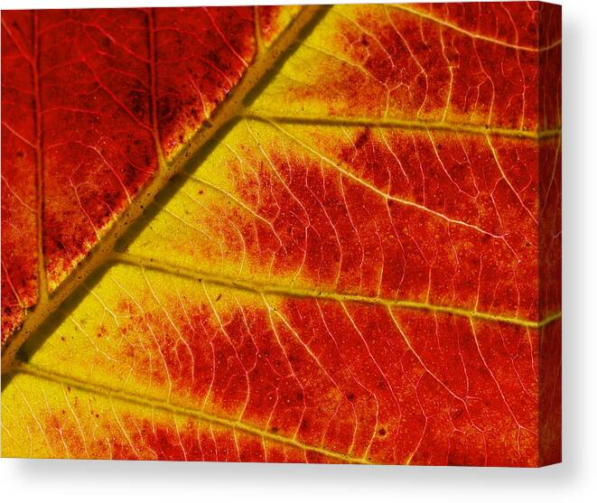 Red Canvas Print featuring the photograph Colors Of Autumn by Meir Ezrachi