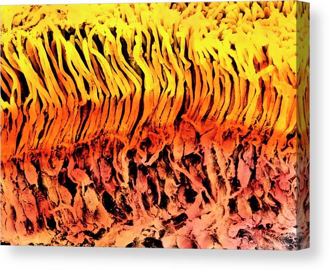 Eye Canvas Print featuring the photograph Coloured Sem Of A Section Through The Human Retina by Photo Insolite Realite & V. Gremet/science Photo Library