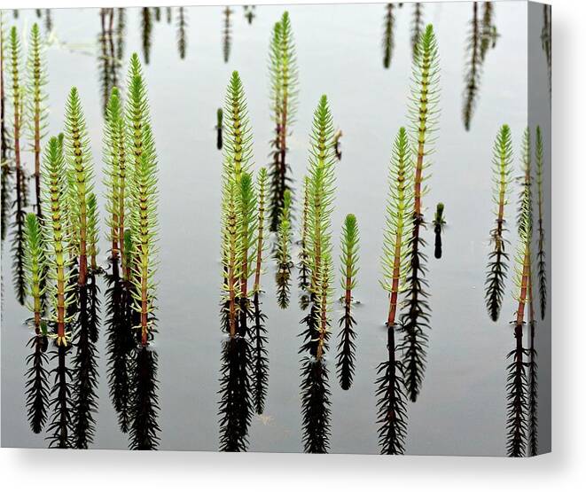 North America Canvas Print featuring the photograph Common Horsetail (equisetum Arvense) by Bob Gibbons/science Photo Library