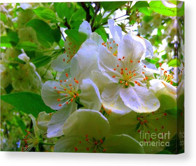 Crabapple Tree Canvas Print featuring the painting Crabapple Beauty by Shelia Kempf