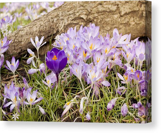 Crocus Canvas Print featuring the photograph Crocus Garden in Spring by Maria Janicki