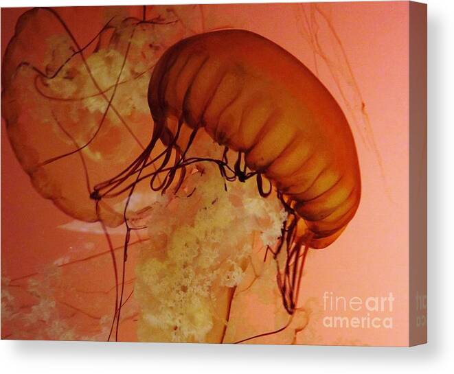 Jellyfish Canvas Print featuring the photograph Crowning glory by Brigitte Emme