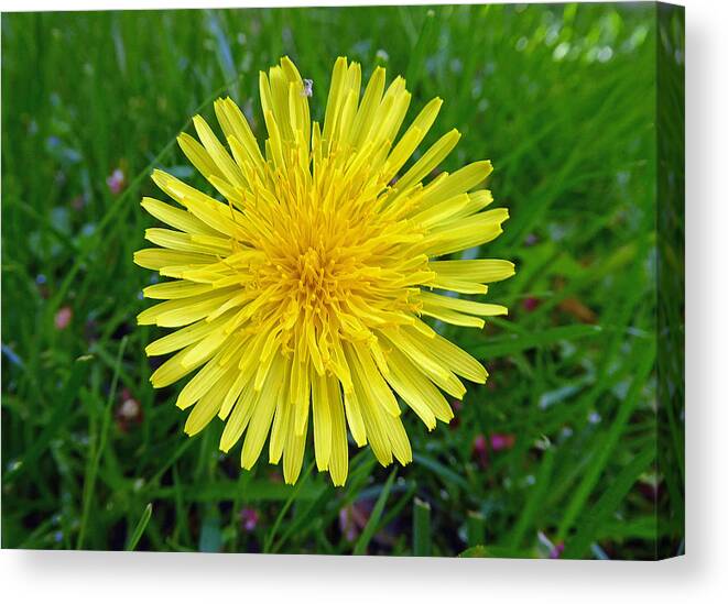 Flower Canvas Print featuring the photograph Dandelion and Spider by Laurie Tsemak
