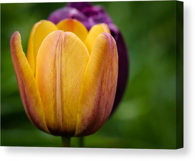 Flower Canvas Print featuring the photograph Dark Shadow by Jean Noren