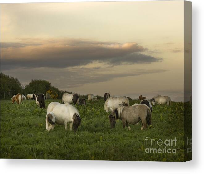 Ponies Canvas Print featuring the photograph Dining Ponies by Ang El