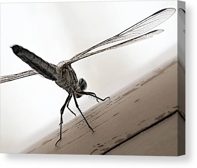 Dragon Of The Air Canvas Print featuring the photograph Dragon of the Air by Micki Findlay