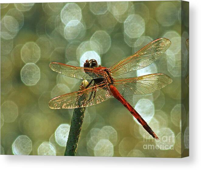 Dragonfly Canvas Print featuring the photograph Dragonfly In the spotlights by Larry Nieland