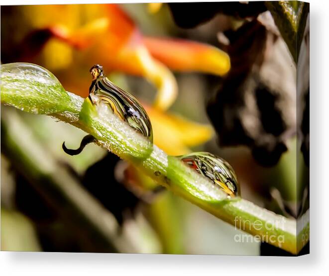 Michelle Meenawong Canvas Print featuring the photograph Drops Reflections by Michelle Meenawong