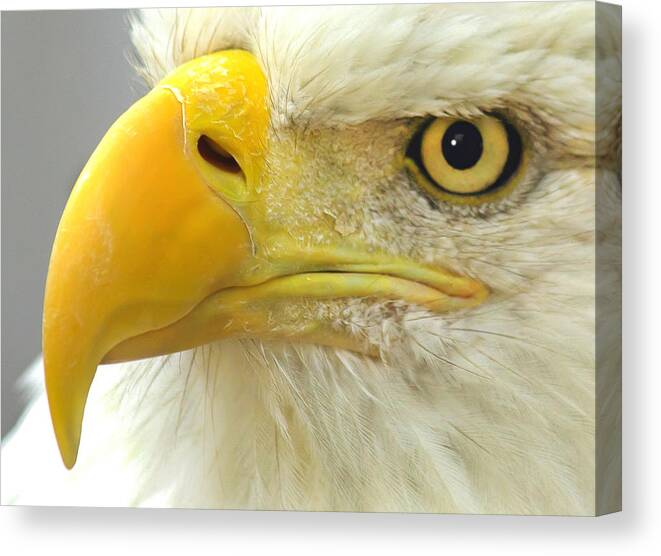 Eagle Canvas Print featuring the photograph Eagle Eye by Shane Bechler