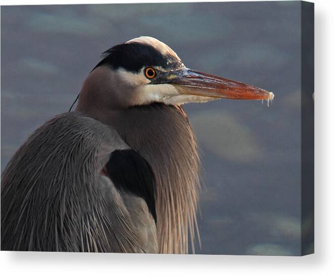 Great Blue Heron Canvas Print featuring the photograph Early Bird by Randy Hall