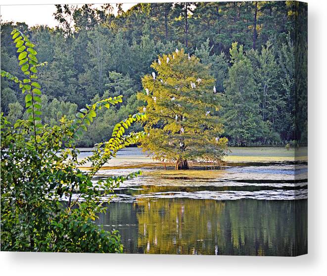 Egrets Canvas Print featuring the photograph Egret Tree by Linda Brown