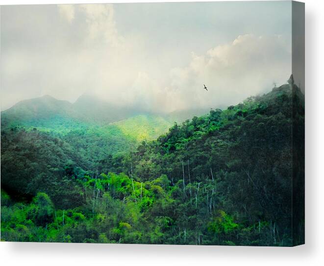 Rain Forest Canvas Print featuring the photograph El Yunque National Rain Forest by Diana Angstadt