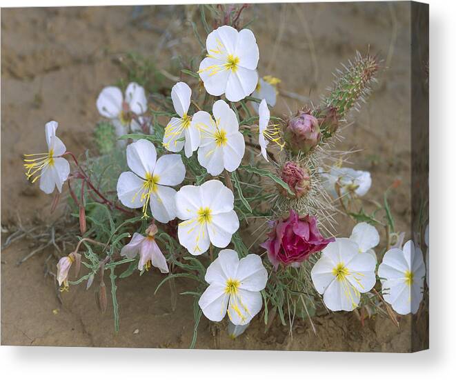 Feb0514 Canvas Print featuring the photograph Evening Primrose And Grizzly Bear Cactus by Tim Fitzharris