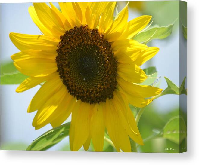 Face To Face With A Sunflower Canvas Print featuring the photograph Face To Face With a Sunflower by Maria Urso