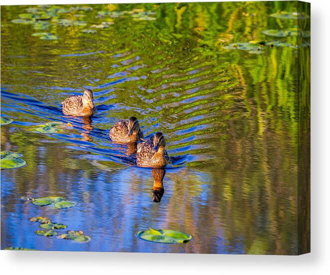 Ducks Canvas Print featuring the photograph Family Outing on the Lake by Ken Stanback
