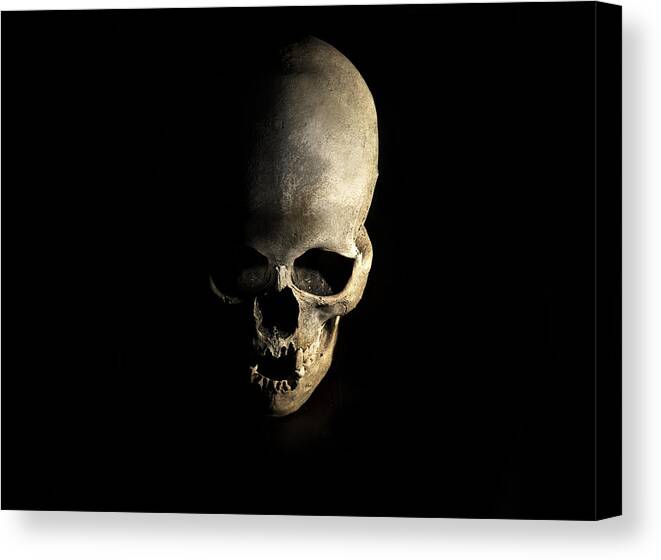 Human Canvas Print featuring the photograph Female skull by Jaroslaw Blaminsky