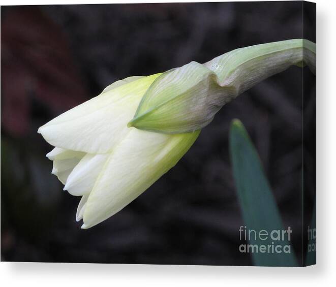 Nature Canvas Print featuring the photograph First Light Of Spring by Arlene Carmel