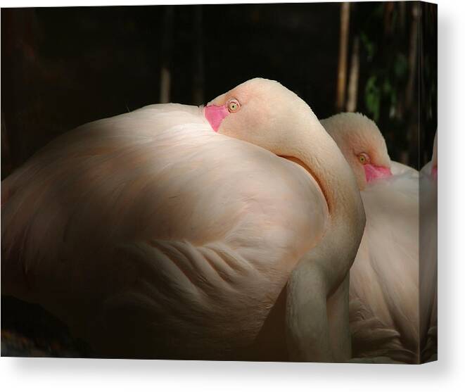 Flamingo Canvas Print featuring the photograph Flamingos by Vince Risner