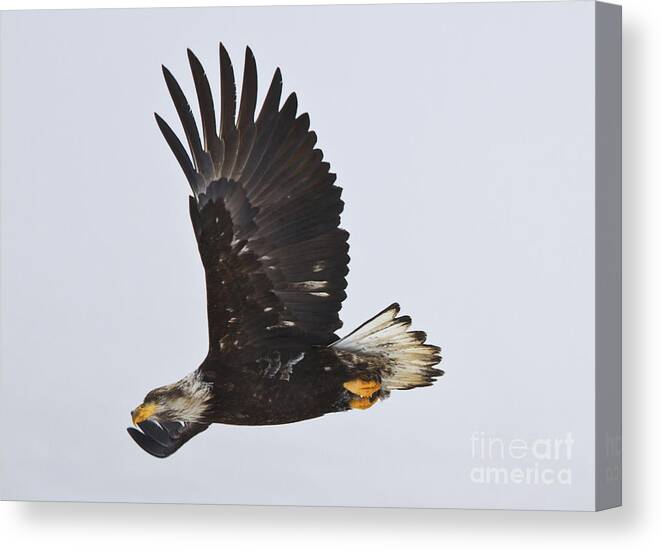 Bald Eagle Canvas Print featuring the photograph Foggy Flight #1 by Michael Dawson