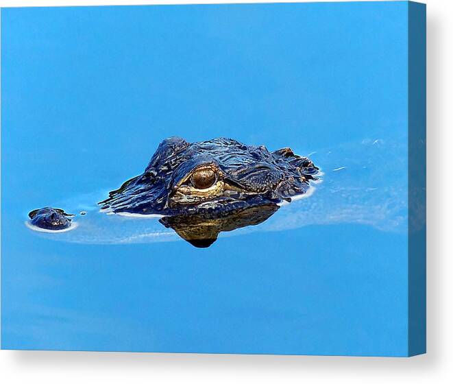 Alligator Canvas Print featuring the photograph Floating Gator Eye by Christopher Mercer