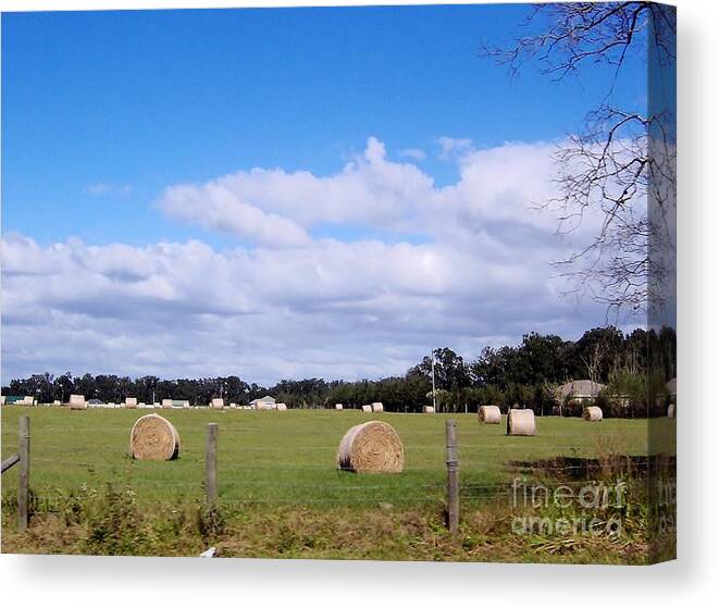 Hay Rolls Canvas Print featuring the photograph Florida Hay Rolls by D Hackett
