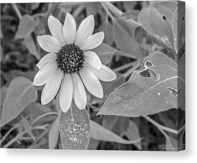 Plants Canvas Print featuring the photograph Flowers by Elaine Malott