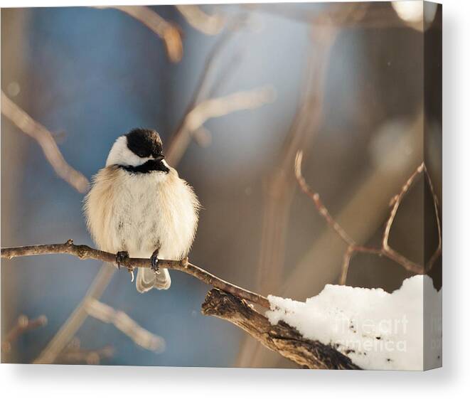 Landscapes Canvas Print featuring the photograph Fluffy on a Branch by Cheryl Baxter