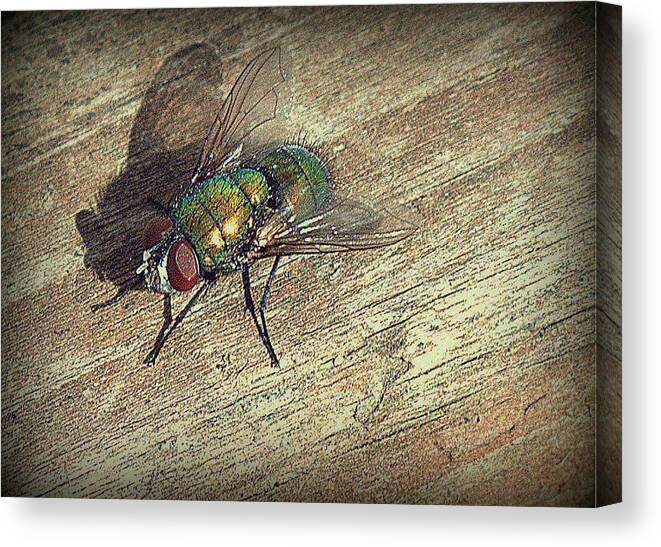 Flies Canvas Print featuring the photograph Fly Impressions by Suzy Piatt