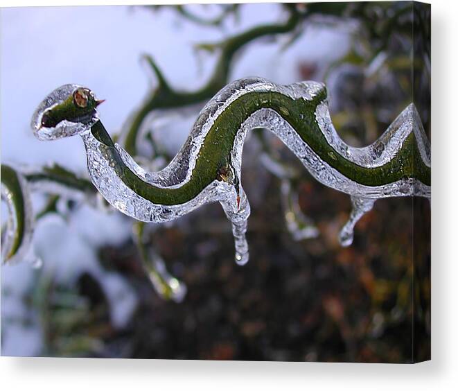 Tree Canvas Print featuring the photograph Flying Dragon by Mike Kling