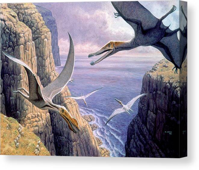 Pterosaur Canvas Print featuring the photograph Flying Pterosaurs by Mauricio Anton