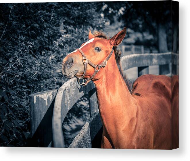 Bluegrass Canvas Print featuring the photograph Foal by the fence by Alexey Stiop
