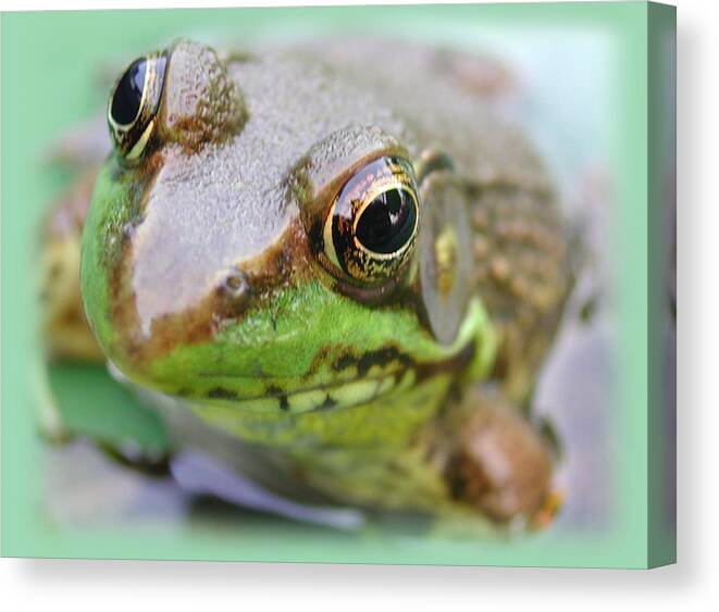 Frog Canvas Print featuring the photograph Frog Face by Mike Kling