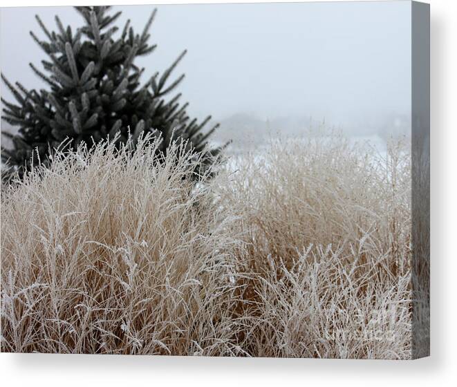 Grass Canvas Print featuring the photograph Frosted Grasses by Debbie Hart
