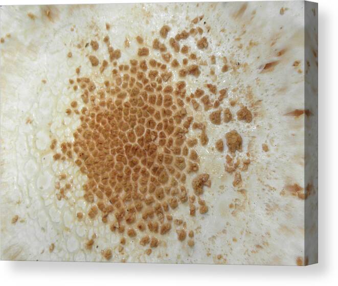 Mushroom Canvas Print featuring the photograph Fungi Dimensions by Kim Galluzzo