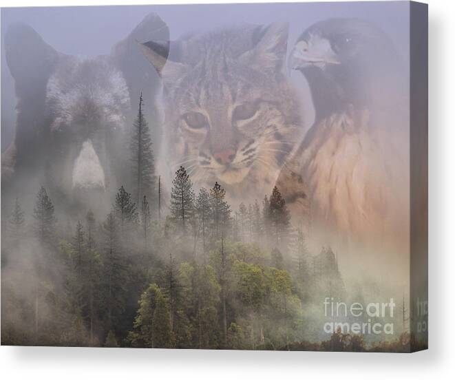 Bear Canvas Print featuring the photograph Bear, Bobcat and Hawk in Forest by Stephanie Laird