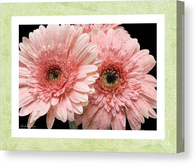 Gerber Canvas Print featuring the photograph Gerber Daisy 4 by Andee Design